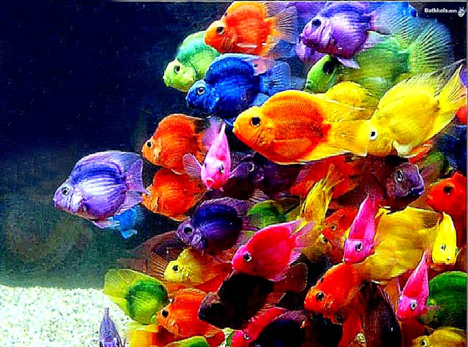 The Fish Pond has evolved.